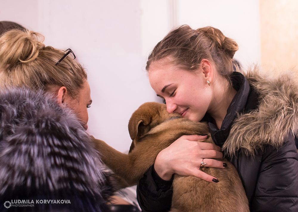 Кот и пес: Самые милые кадры с выставки-раздачи бездомных животных в Петрозаводске