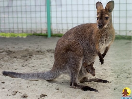 Опубликовано видео с кенгуренком, родившимся в зоопарке Барнаула
