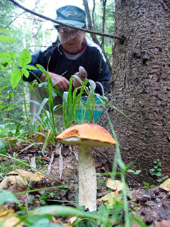 Девять человек пострадали от отравления грибами в Волгоградской области