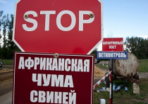 В Алтайском крае есть реальная угроза заноса возбудителя заболевания в случае несоблюдения ветеринарно-санитарных правил владельцами домашних свиней, а также при миграции диких кабанов из неблагополучных территорий