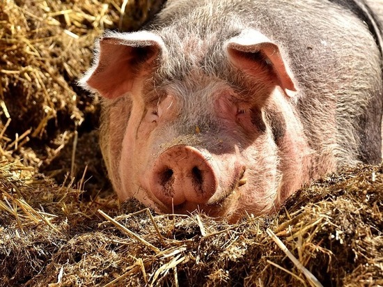 Теперь нельзя ввозить живых свиней и субпродукты из ЕС, США, Канады и ряда других стран