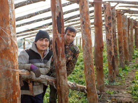 Китайцы выращивают овощи в волгоградской области