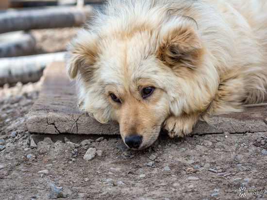 В Кемерове пройдет благотворительная акция помощи бездомным животным