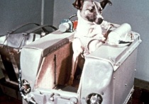 Адилья Котовская, биолог из Института медико-биологических проблем РАН объяснила, почему первым живым существом, отправленным в космос, стала именно собака, и почему выбор специалистов более полувека назад пал на беспородную самку, получившую имя Лайка
