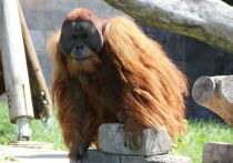 Группа исследователей под руководством Михаэла Крютцена из швейцарского университета Цюриха о пришла к выводу, что, помимо борнейского и суматрского, существует третий вид орангутанов — они проживают в лесу на севере острова Суматра и получили название Tapanuli orangutan