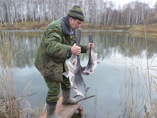 Веслонос впервые выпущен в озера Нижегородской области