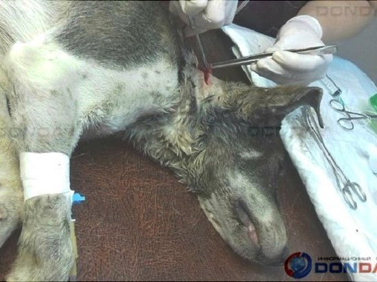 В Ростовской области живодеры отравили щенка и пытались содрать с него шкуру 