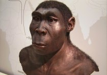 Примерно полтора миллиона лет назад древние гоминины, являющиеся предками современных людей, резко прибавили в росте, сохранив прежний вес