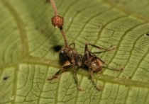 Грибы-паразиты Ophiocordyceps unilateralis sensu lato порой называют «грибком муравьев-зомби»