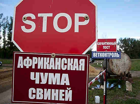 Африканская чума может «покосить» три крупнейших калининградских компании Африканская чума может «покосить» три крупнейших калининградских компании