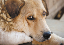 В Госдуму внесен законопроект об ужесточении уголовной ответственности за жестокое обращение с животными