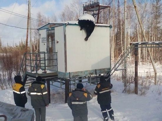 На севере Томской области голодный медведь был убит электротоком на трансформаторной будке