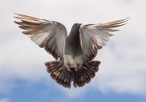 Хлопая крыльями при взлёте, голубь может рассказать находящимся неподалеку сородичам больше, чем кажется на первый взгляд
