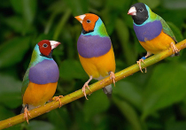 Этих ярких маленьких птичек с тонкими пронзительными голосами все чаще можно встретить в зоомагазинах, однако амадины все же не так широко распространены, как попугаи или канарейки