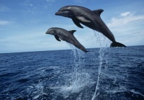 Высокую численность черноморских афалин в окрестностях Крымского моста биологи и экологи объясняют прежде всего тем, что здесь заметно улучшились условия охоты дельфинов на рыбу