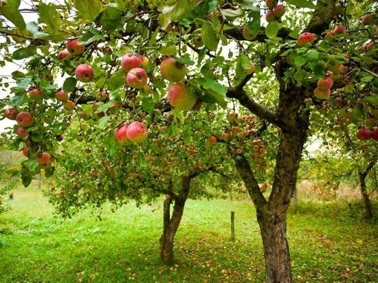 Возрождение яблоневых садов начато в Калужской области 