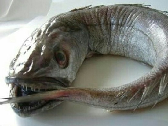 Макрурус Фото Рыбы С Головой