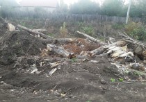 Администрация городского округа отказалась от взыскания ущерба с лесорубов добровольно
