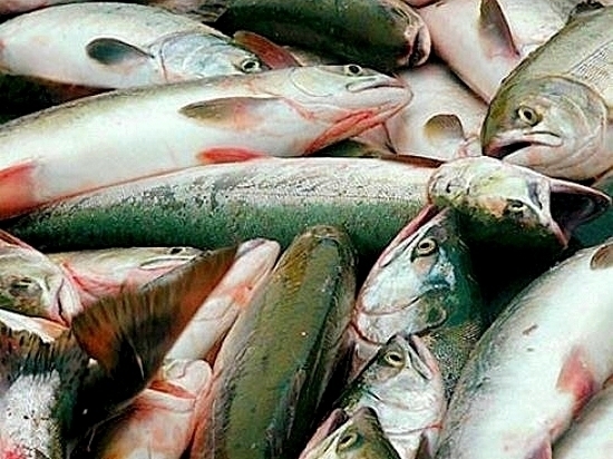 Цены на рыбу растут в Хабаровском крае Цены на рыбу растут в Хабаровском крае