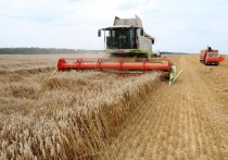 В Алтайском крае собран рекордный урожай зерновых
