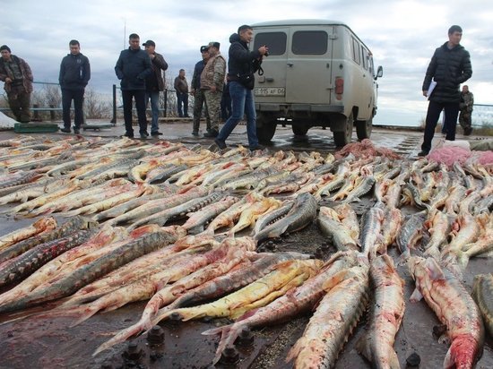 Справиться с браконьерами, беспощадно вылавливающими осетровых в этом море и в реке Урал, правоохранители не в силах