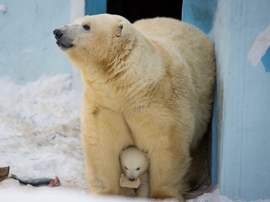 В понедельник, 20 ноября, белая медведица Герда отметила свой десятый день рождения.