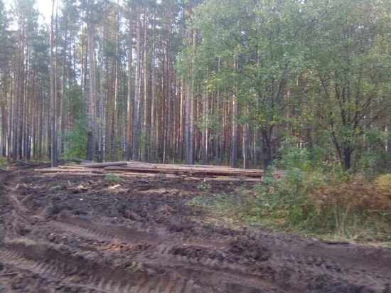 Надзорное ведомство взялось за рынок лесозаготовок в Свердловской области 
