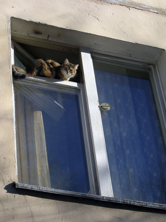Он заглядывает к москвичкам в окна, забираясь либо по газовым трубам, либо по лестнице
