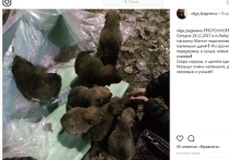 Девять крошечных щенков похитили неизвестные у магазина "Магнит" в поселке Любучаны Чеховского района, недалеко от Столбовой