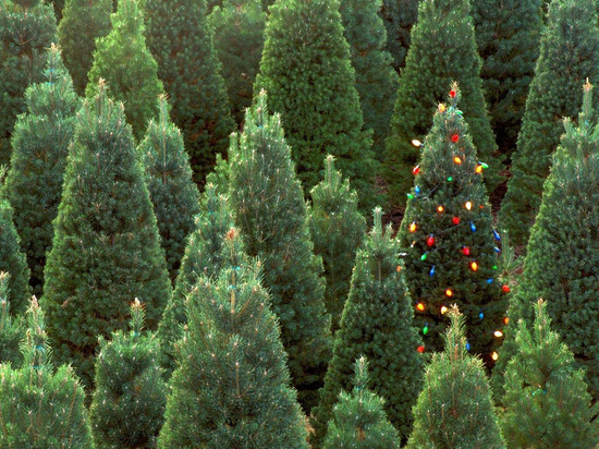 Скоро в Орле появятся новогодние елки