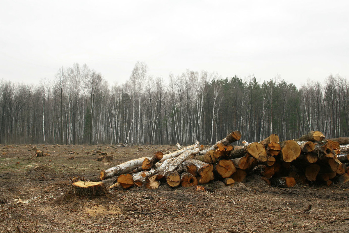 Вырубка хвойных. Вырубка лесов прокуратура Омска. Рубка леса. Вырубка древесины. Расчистка леса.