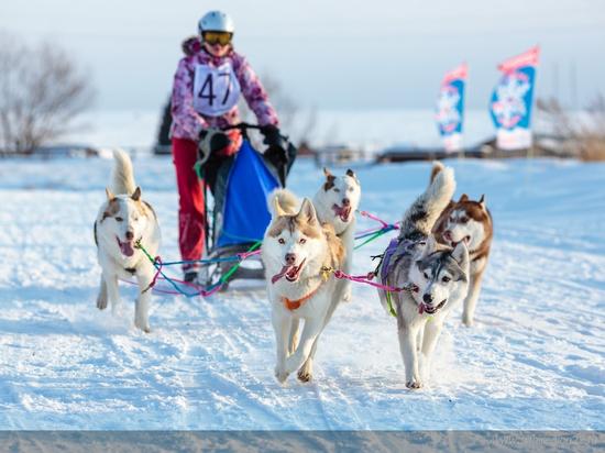 На Барнаульском ипподроме состоятся гонки на собачьих упряжках