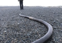 Люди, проживающие в селах южной части Чукотского полуострова стали сообщать о найденных ими на берегу крупных змеевидных организмах