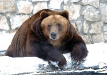 Бурый и гималайские медведи Московского зоопарка залегли в спячку