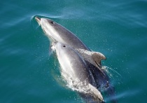 Пункты наблюдения за дельфинами развернет, начиная с лета 2018 года Институт океанологии РАН почти по всему российскому побережью Черного моря от границы с Абхазией до Крыма