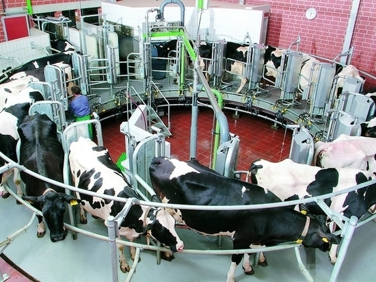 В Тамбовской области построят крупный кластер по производству и переработке молока