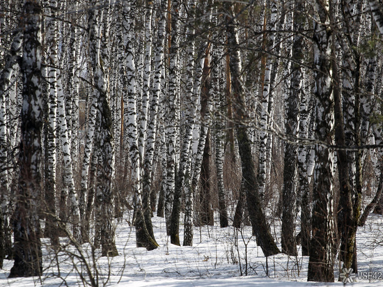 Лесной питомник Кузбасса попал в топ-3 по Сибири 