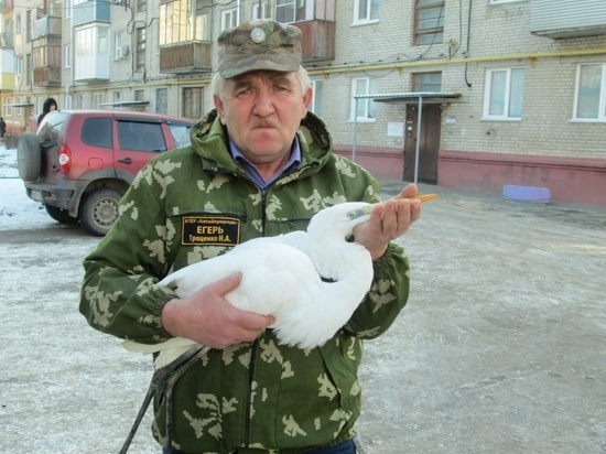 Егерь спас от гибели краснокнижную белую цаплю в Алтайском крае 