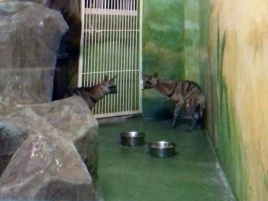 В Новосибирском зоопарке появились африканские земляные волки