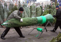 Венки из датской пихты вошли в новогоднюю моду в этом году, но самым популярным деревом для главной ночи все также остается русская ель