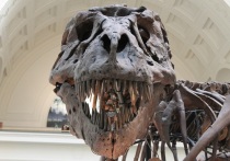 Тираннозавры, вопреки навязанным фантастическими сериалами представлениям, издавали звуки, не слишком похожие на рев