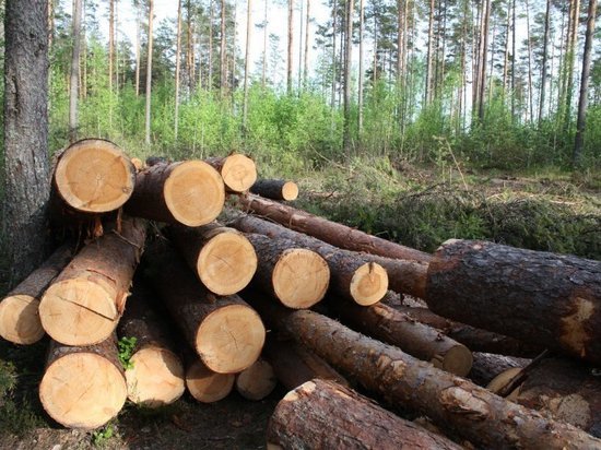 В Cоль-Илецском городском округе сельчанин  вырубил 52 сосны 