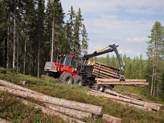 Власти Тувы разъяснили строгие правила вырубки леса на экспорт