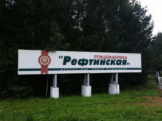Только за один год птицефабрика «Рефтинская» лишилась полмиллиарда рублей