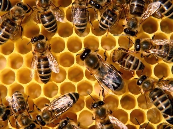 Президент национального союза пчеловодов советует покупать мед только у пчеловодов