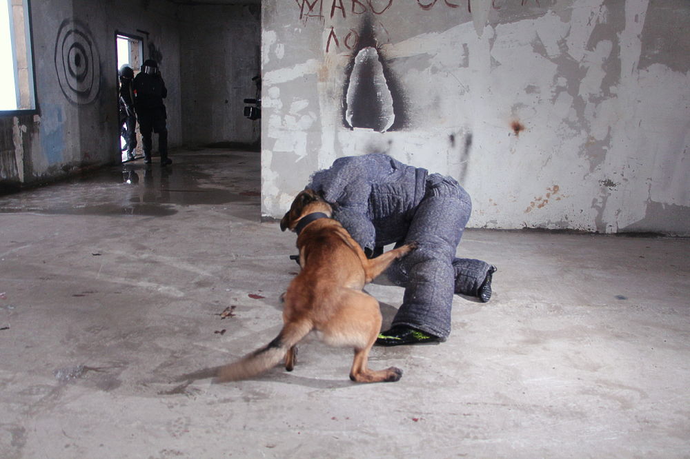 Делай "Кусь!": собаки Росгвардии в борьбе с терроризмом