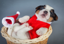 В преддверии Нового года, который, согласно восточному календарю, как известно, будет годом Собаки, идея подарить близкому человеку щеночка практически витает в воздухе