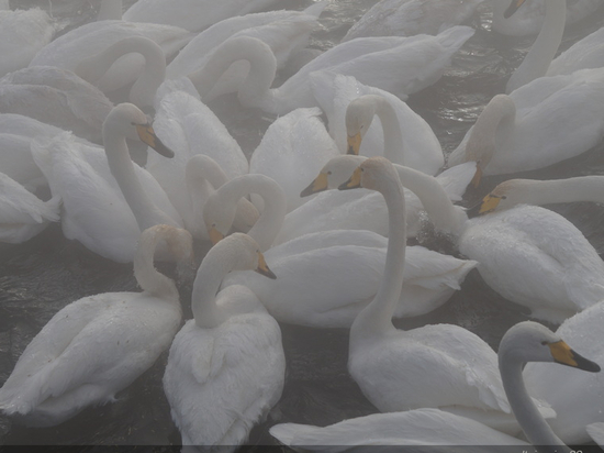 «Алтайская зимовка»: 700 лебедей прилетели на незамерзающие озера