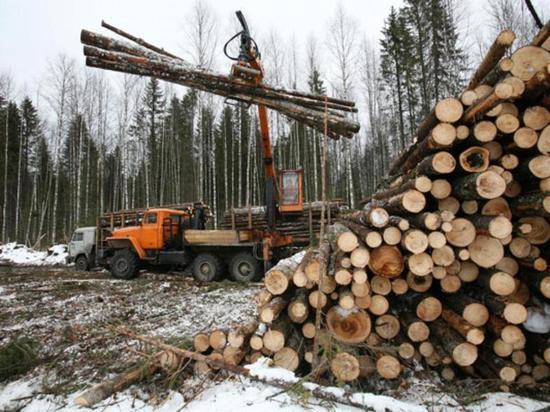 Бизнес Костромской области заплатил за лес более 500 миллионов  рублей