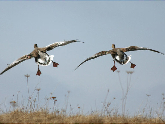 Оренбургское УФАС усомнилось в цене охоты на гуся
